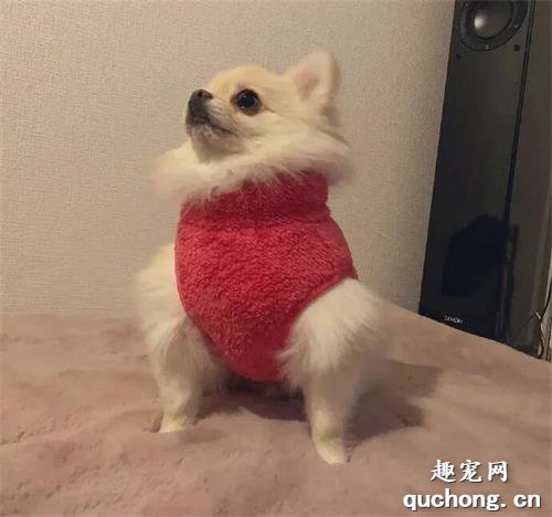 <b>给狗子买了件新衣服</b>