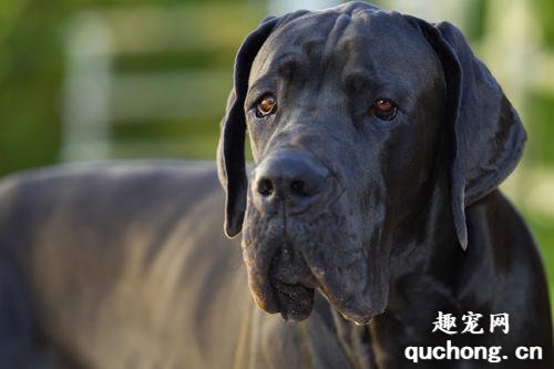 什么是大丹犬？大丹犬的样貌特征和生活习性