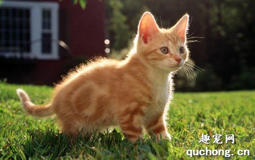 小猫幼猫猫粮饮食注意事项