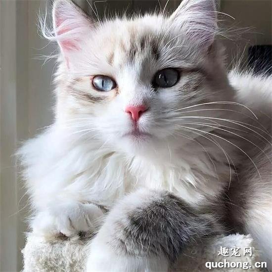 猫咪能吃橘子吗？