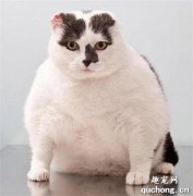 <b>猫咪肥胖怎么办？切勿靠节食来减肥</b>