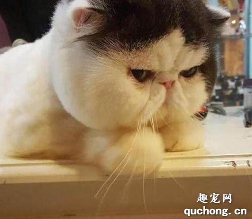 猫咪肥胖怎么办？切勿靠节食来减肥