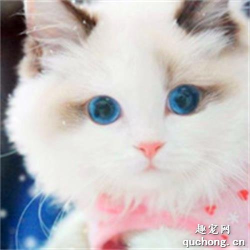 为什么布偶猫价格那么贵？