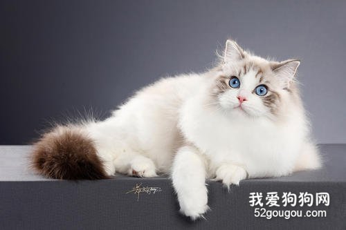 世界十大最温顺的猫咪品种排名