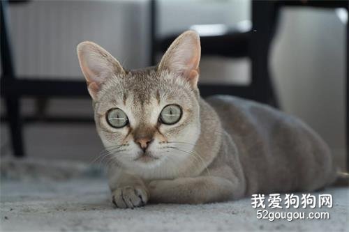 世界十大最温顺的猫咪品种排名