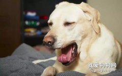 <b>狗狗为什么会突然打喷嚏？主人应该注意这6个原因</b>