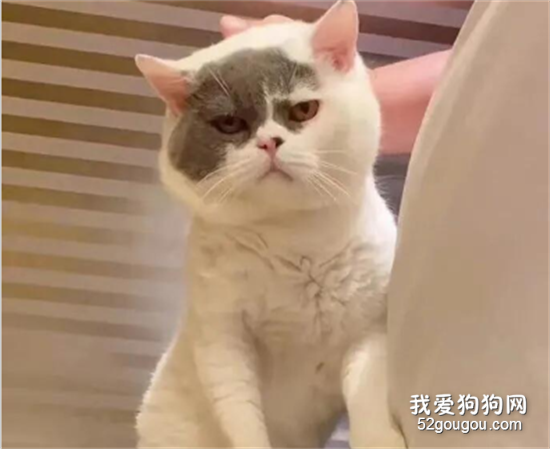 <b>认领启事上的猫，画得果然都是精髓！</b>