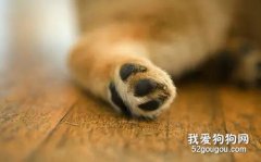 狗狗为什么会脚臭？