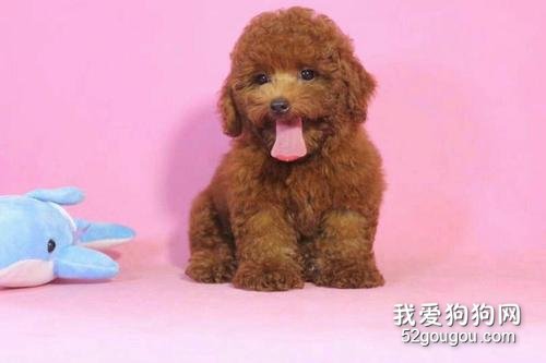 泰迪犬哪些习惯不能溺爱？