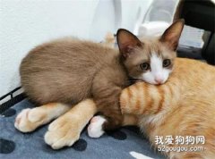 <b>小猫咪实力演绎，什么叫抱大腿</b>