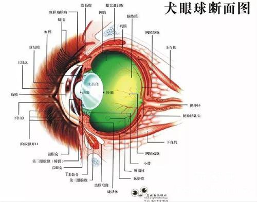 为什么说，狗狗都是“近视眼”？