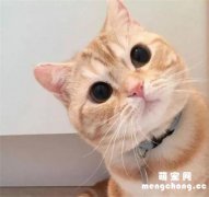 <b>养猫首选这几种猫，不仅容易饲养，还很粘人！</b>