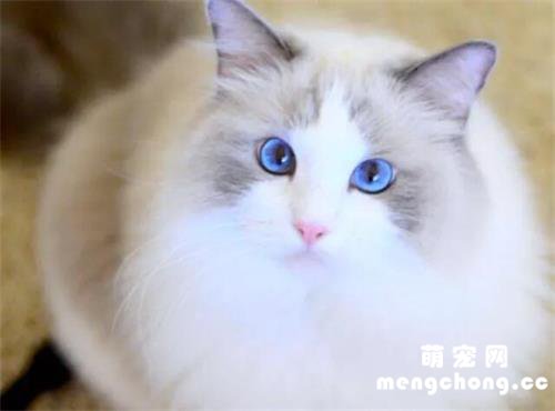 养猫首选这几种猫，不仅容易饲养，还很粘人！