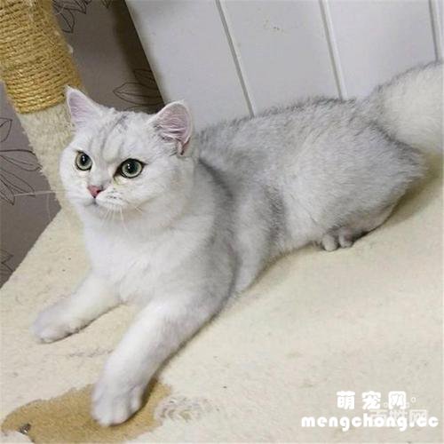 一个月银渐层猫的饲养方法