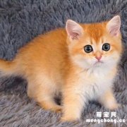 <b>猫怎么养才听话？</b>