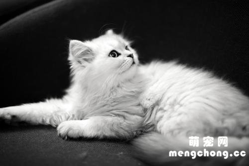 猫叫春为什么不能打？