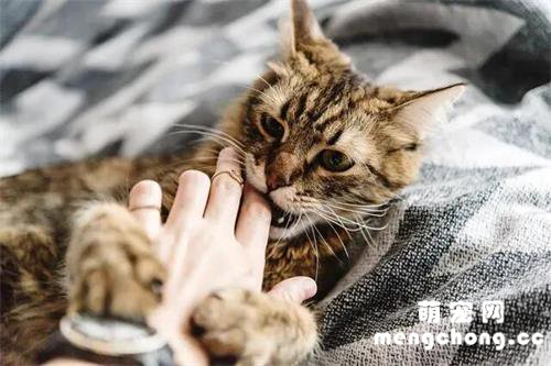 猫咪被“宠坏”后，会有这几大特征，你家猫中了几个？