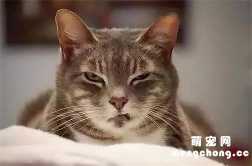 猫咪被“宠坏”后，会有这几大特征，你家猫中了几个？