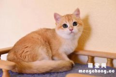 <b>猫吃了鸡骨头怎么补救</b>