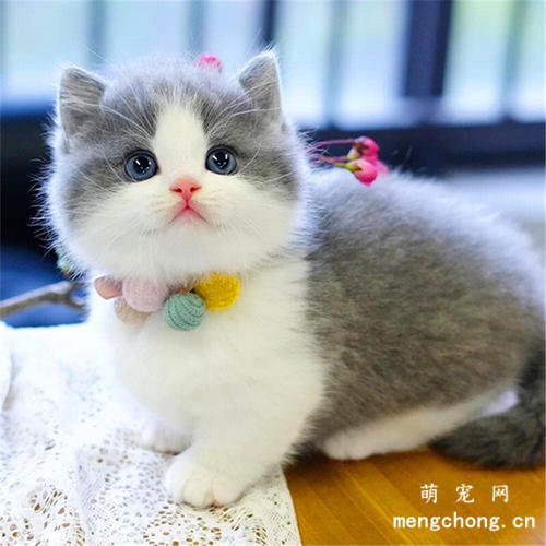 矮脚猫性格怎么样?