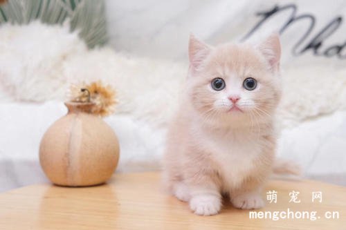 曼赤肯猫有基因缺陷吗？