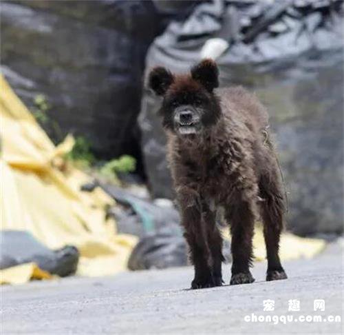 <b>路人偶遇小熊吓得报警，警察过来一看顿时笑了：这是狗！</b>