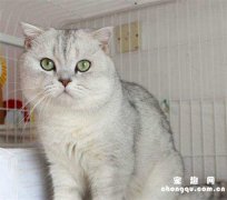 猫咪绝育后不吃东西正常吗