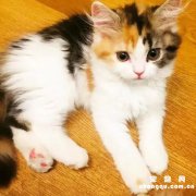 小猫没有猫粮可以用什么代替？