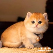 <b>猫流红褐色眼泪的原因?</b>