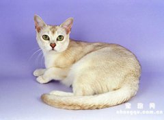 <b>小猫乱尿怎么办？</b>