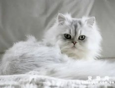 <b>金吉拉猫价格贵吗?如何正确饲养金吉拉猫？</b>