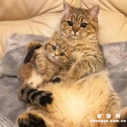 <b>为什么要让小猫咪和猫妈妈分开使用猫砂盆？</b>