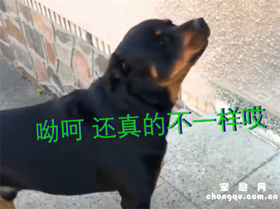 <b>犬界最危险的操作，莫过于把罗威纳和哈士奇放在一起</b>