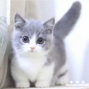 <b>猫咪吃什么有助于猫藓的恢复</b>