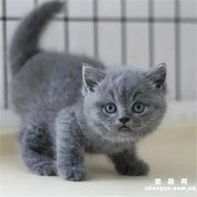 <b>蓝猫小时候毛什么颜色</b>