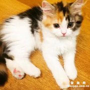 <b>小猫嘴上起泡了怎么办</b>