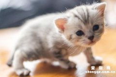 <b>20天的小猫会自己排便吗?</b>