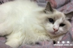 <b>猫咪夏天怎么降温</b>