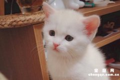 刚出生的小奶猫怎么养?