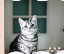 <b>猫咪眼眶周围发红怎么办？</b>