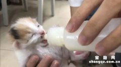 <b>刚出生的小猫吃什么食物？</b>