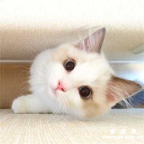 狗能吃猕猴桃吗？