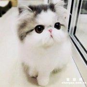 猫咪软便是什么原因造成的