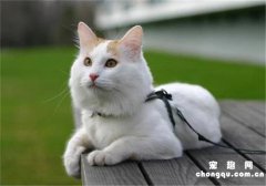 <b>土耳其梵科迪斯猫忌食的食物有哪些?</b>