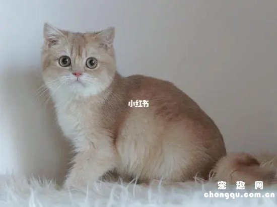 猫咪羊水破了是什么样子的