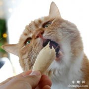 <b>猫吃巧克力会死吗</b>