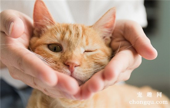 猫咪能够吃黄瓜吗