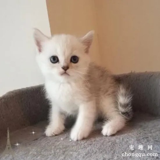 猫球虫病有什么症状