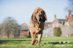 <b>血猎犬的性格分析和选购要点</b>