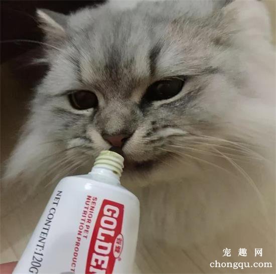 猫吐毛是正常现象吗